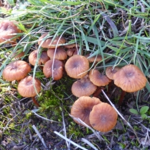 Laccaria sp. at Isaacs Ridge - 4 May 2014 12:36 PM