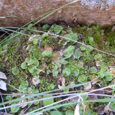 Lunularia cruciata (A thallose liverwort) at Isaacs Ridge - 4 May 2014 by Mike