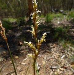 Lepidosperma laterale (Variable Sword Sedge) at Acton, ACT - 5 Feb 2015 by RWPurdie