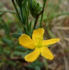 Hypericum gramineum (Small St Johns Wort) at O'Connor, ACT - 9 Feb 2015 by RWPurdie