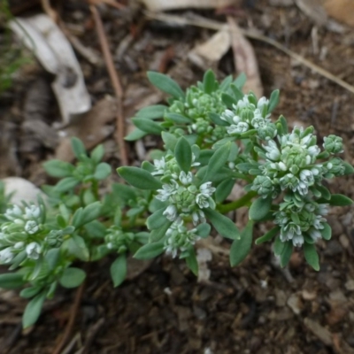 Poranthera microphylla (Small Poranthera) at O'Connor, ACT - 8 Feb 2015 by RWPurdie