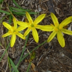 Tricoryne elatior (Yellow Rush Lily) at O'Connor, ACT - 8 Feb 2015 by RWPurdie