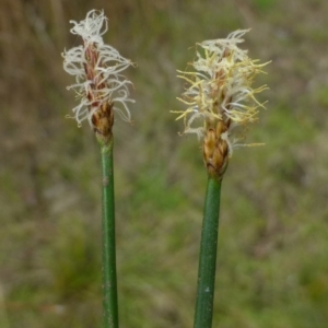 Eleocharis acuta at Canberra Central, ACT - 9 Feb 2015