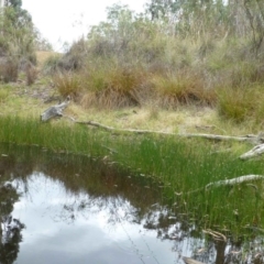 Eleocharis acuta at Canberra Central, ACT - 9 Feb 2015