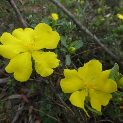 Hibbertia obtusifolia (Grey Guinea-flower) at Canberra Central, ACT - 15 Feb 2015 by RWPurdie