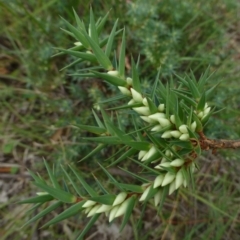 Melichrus urceolatus (Urn Heath) at Canberra Central, ACT - 16 Feb 2015 by RWPurdie
