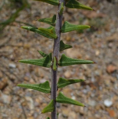 Acacia gunnii (Ploughshare Wattle) at Bruce, ACT - 17 Feb 2015 by RWPurdie