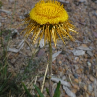 Coronidium oxylepis subsp. lanatum (Woolly Pointed Everlasting) at Bruce, ACT - 17 Feb 2015 by RWPurdie