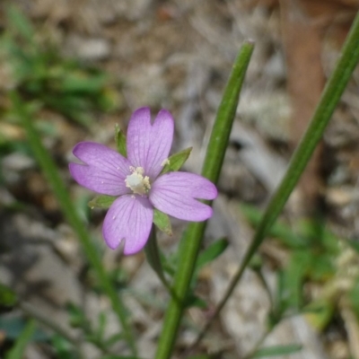 Epilobium billardiereanum subsp. cinereum (Hairy Willow Herb) at Bruce, ACT - 18 Feb 2015 by RWPurdie
