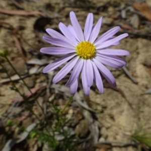 Brachyscome rigidula at Canberra Central, ACT - 18 Feb 2015 12:00 AM