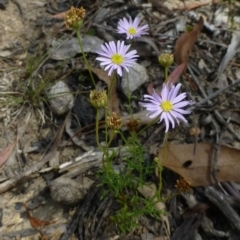 Brachyscome rigidula at Canberra Central, ACT - 18 Feb 2015 12:00 AM