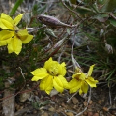 Goodenia hederacea (Ivy Goodenia) at Canberra Central, ACT - 18 Feb 2015 by RWPurdie