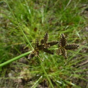 Cyperus sanguinolentus at Bruce, ACT - 18 Feb 2015