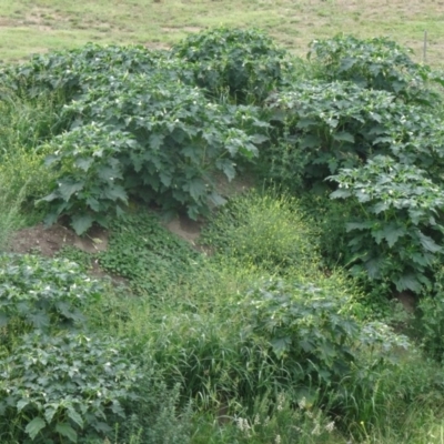 Datura stramonium (Common Thornapple) at National Arboretum Forests - 14 Feb 2015 by galah681