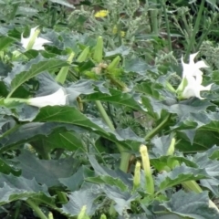 Datura stramonium at Molonglo Valley, ACT - 15 Feb 2015