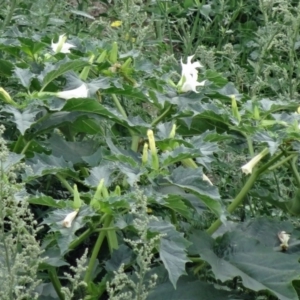 Datura stramonium at Molonglo Valley, ACT - 15 Feb 2015