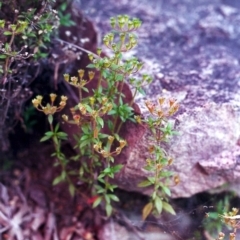 Pomax umbellata at Conder, ACT - 21 Dec 2000