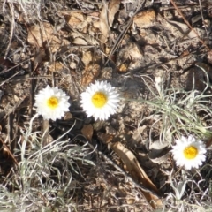 Leucochrysum albicans subsp. tricolor (Hoary Sunray) at Farrer, ACT - 20 Feb 2015 by Mike