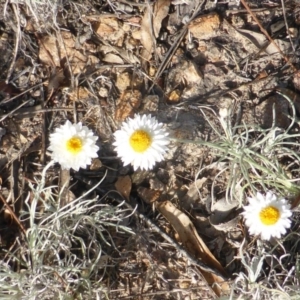 Leucochrysum albicans subsp. tricolor at Farrer, ACT - 21 Feb 2015 07:30 AM