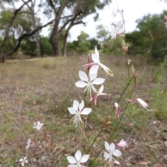 Oenothera lindheimeri (Clockweed) at O'Malley, ACT - 21 Feb 2015 by Mike