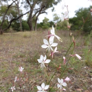 Oenothera lindheimeri at O'Malley, ACT - 22 Feb 2015