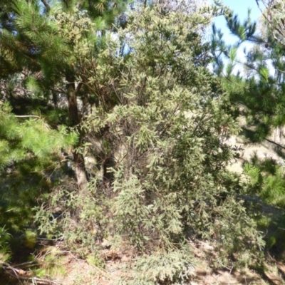 Acacia pravissima (Wedge-leaved Wattle, Ovens Wattle) at Jerrabomberra, ACT - 22 Feb 2015 by Mike