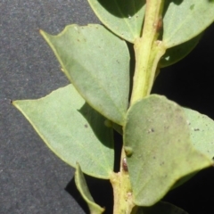 Acacia pravissima at Jerrabomberra, ACT - 23 Feb 2015 09:37 AM