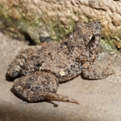 Crinia parinsignifera (Plains Froglet) at Watson, ACT - 22 Jan 2015 by AaronClausen