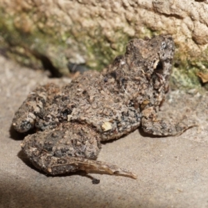 Crinia parinsignifera at Watson, ACT - 23 Jan 2015 12:00 AM