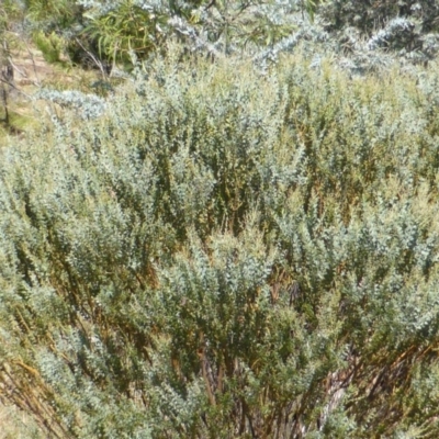 Acacia cultriformis (Knife Leaf Wattle) at Jerrabomberra, ACT - 23 Feb 2015 by Mike