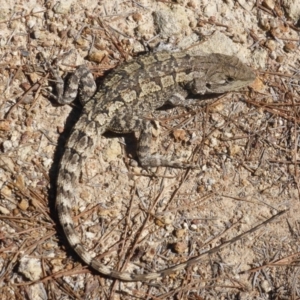 Amphibolurus muricatus at Isaacs, ACT - 23 Feb 2015