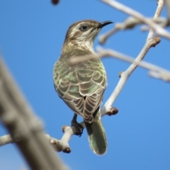 Chrysococcyx basalis (Horsfield's Bronze-Cuckoo) at Coombs, ACT - 7 Sep 2018 by KumikoCallaway