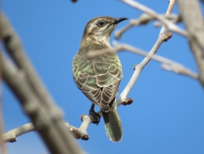 Chrysococcyx basalis (Horsfield's Bronze-Cuckoo) at Coombs, ACT - 7 Sep 2018 by KumikoCallaway