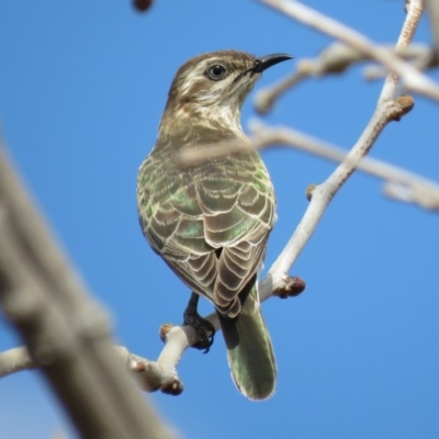 Chrysococcyx basalis (Horsfield's Bronze-Cuckoo) at Coombs, ACT - 7 Sep 2018 by KumikoCallaway