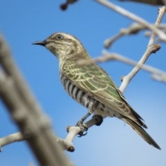 Chrysococcyx basalis at Coombs, ACT - 7 Sep 2018