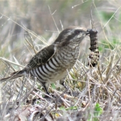 Chrysococcyx basalis at Coombs, ACT - 7 Sep 2018