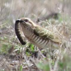 Chrysococcyx basalis at Coombs, ACT - 7 Sep 2018