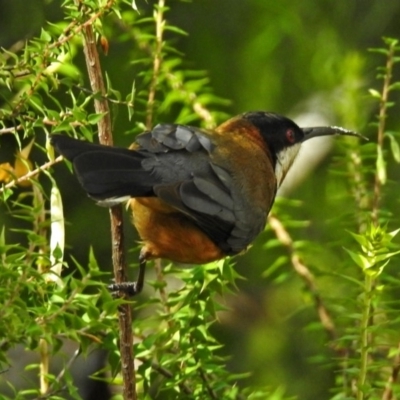 Acanthorhynchus tenuirostris (Eastern Spinebill) at Acton, ACT - 7 Sep 2018 by RodDeb