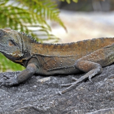 Intellagama lesueurii howittii (Gippsland Water Dragon) at ANBG - 7 Sep 2018 by RodDeb