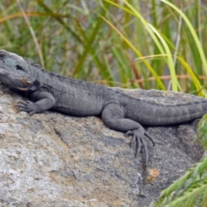 Intellagama lesueurii howittii at Acton, ACT - 7 Sep 2018 12:33 PM