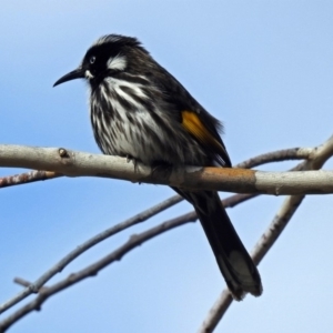 Phylidonyris novaehollandiae at Acton, ACT - 7 Sep 2018