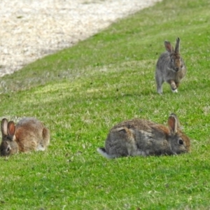 Oryctolagus cuniculus at Campbell, ACT - 7 Sep 2018 02:40 PM