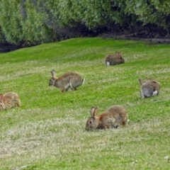 Oryctolagus cuniculus at Campbell, ACT - 7 Sep 2018 02:40 PM