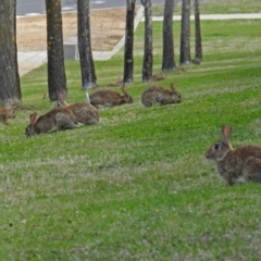 Oryctolagus cuniculus at Campbell, ACT - 7 Sep 2018 02:40 PM