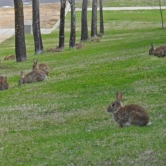 Oryctolagus cuniculus at Campbell, ACT - 7 Sep 2018