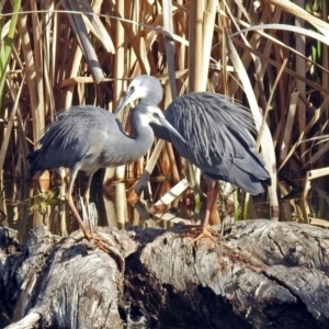 Egretta novaehollandiae at Fyshwick, ACT - 7 Sep 2018 03:16 PM