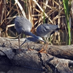 Egretta novaehollandiae at Fyshwick, ACT - 7 Sep 2018 03:16 PM