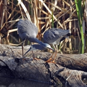 Egretta novaehollandiae at Fyshwick, ACT - 7 Sep 2018 03:16 PM