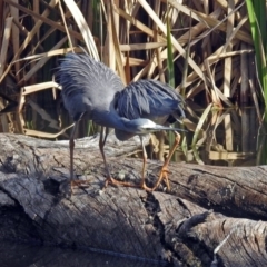 Egretta novaehollandiae at Fyshwick, ACT - 7 Sep 2018