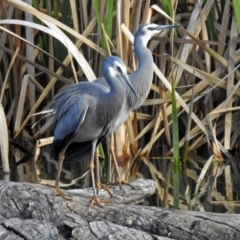 Egretta novaehollandiae at Fyshwick, ACT - 7 Sep 2018